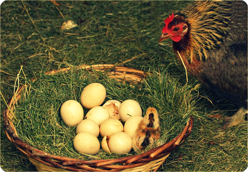 Фото деревенской курицы. Count Chickens. Dont count your Chickens before they Hatch картинка.